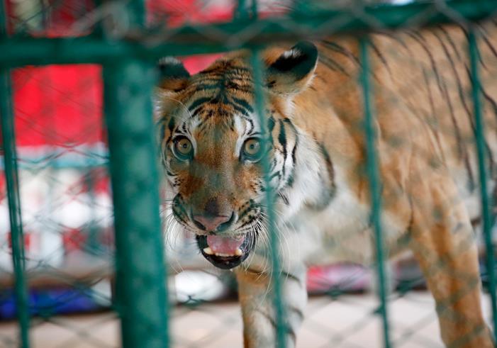 Масовно угинување на тигри во туристичка атракција во Тајланд