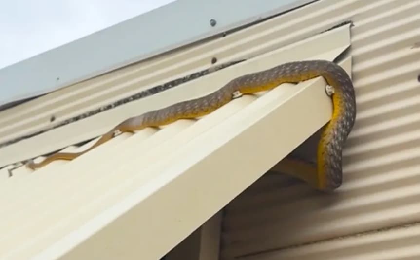 Слушнал необични звуци, па здогледал чудовиште на покривот: Се гледаа нозе од челуста (ВИДЕО)
