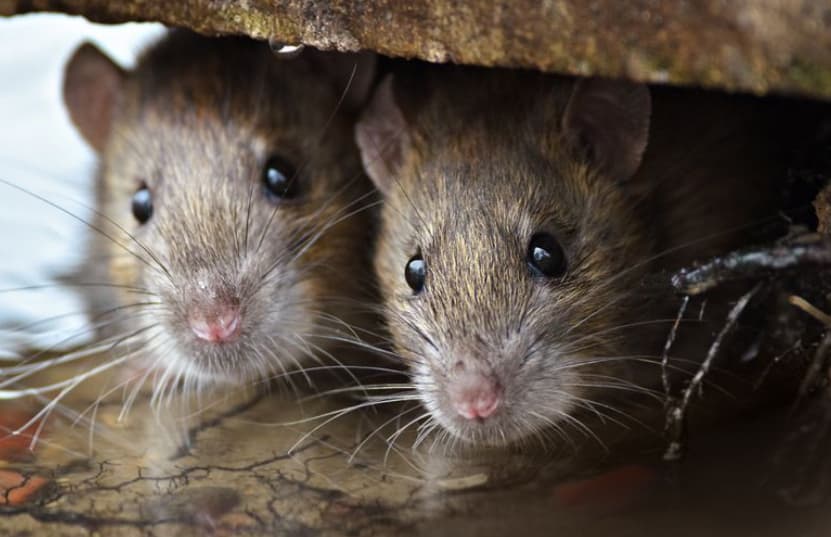 На Букурешт му се заканува инвазија од стаорци- згора на сѐ, протестираат комуналците