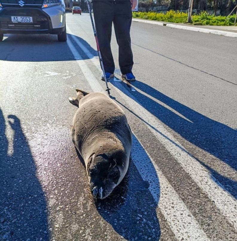 Млада фока вратена во море откако „шетала“ на улица во грчкиот град Аркица