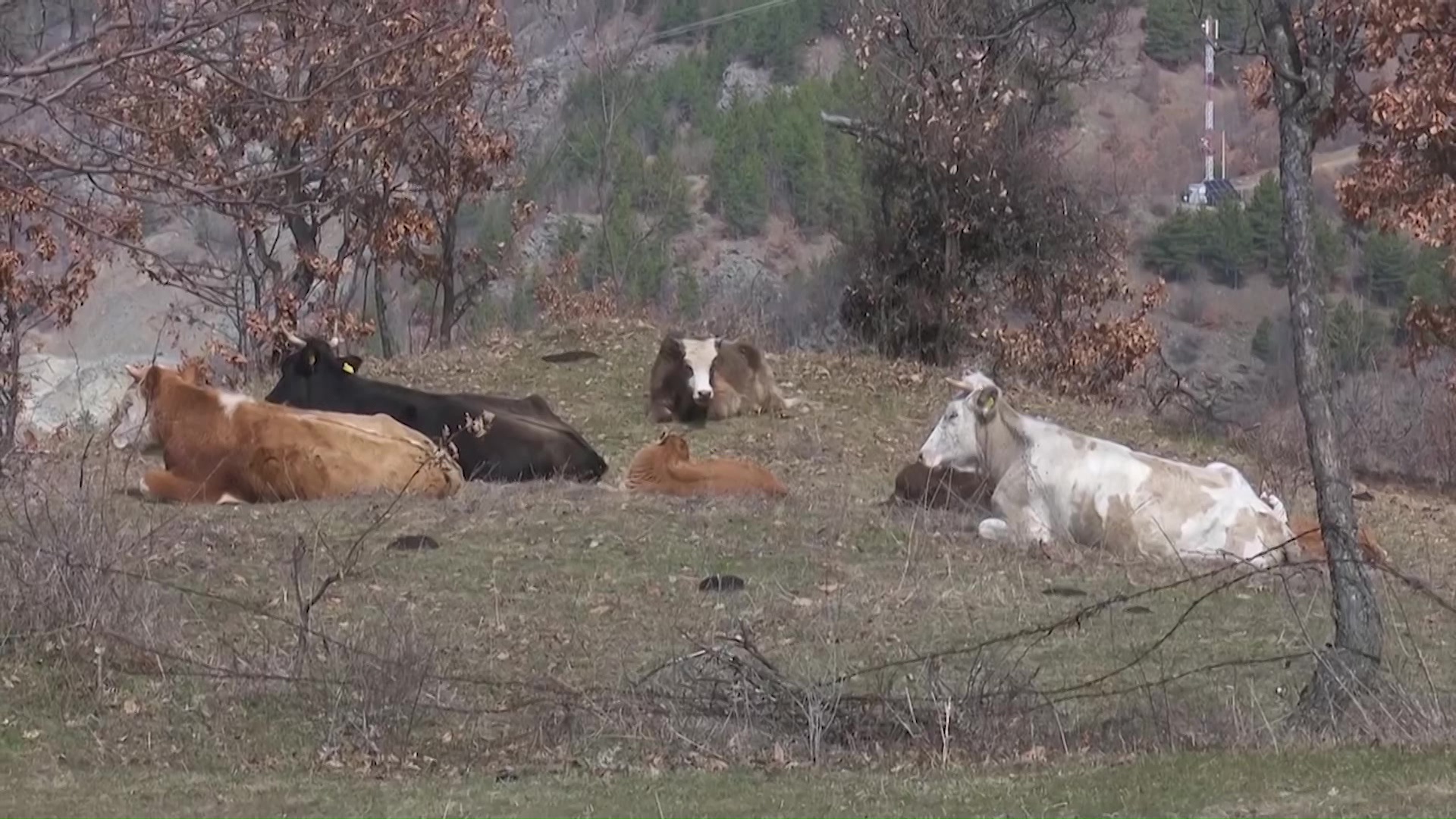 Десет дена рок за решавање на проблемот со кравите во Крива Паланка