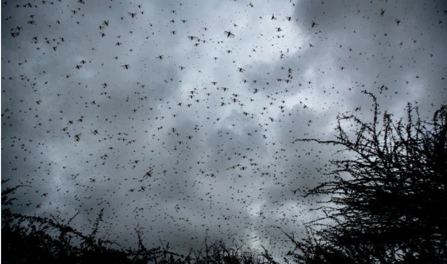 Канарските острови под инвазија на африкански скакулци- може сѐ да уништат