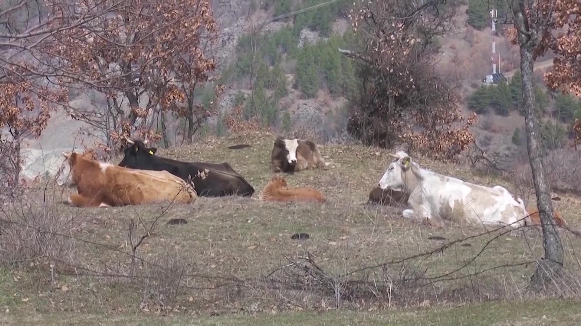 Продолжува сагата со кравите во Крива Паланка