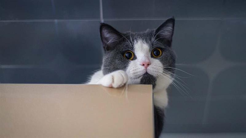 Експертите предупредуваат: Мачките никогаш не треба да ги храните со овие намирници