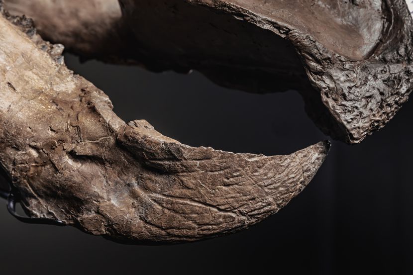 Скелет на диносаурус, стар 66 милиони години, ќе биде понуден на аукција