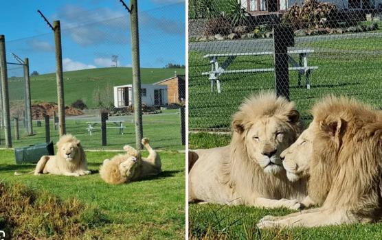Постари лавови спасени во Нов Зеланд откако инвеститори ја купиле зоолошката