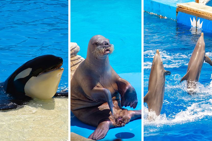 Мексико забрани претстави со морски цицачи: Тоа се живи суштества, не се атракција