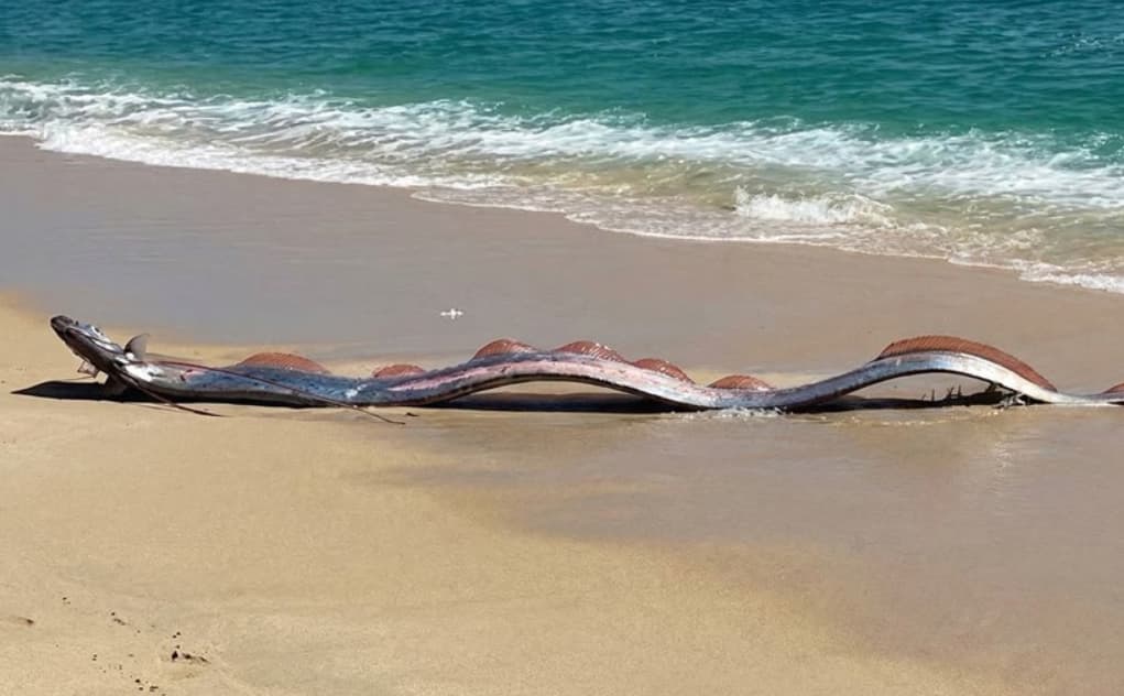 Ретки „риби на Судниот ден“ се пронајдени на брегот на Мексико (ВИДЕО)