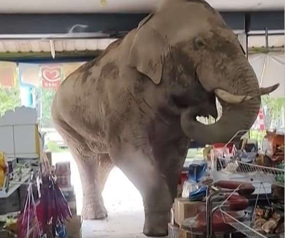 Гладен слон упадна во продавница и направи крш (ВИДЕО)