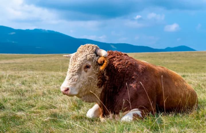 Рекорд на аукција- бик е продаден за 143.000 евра