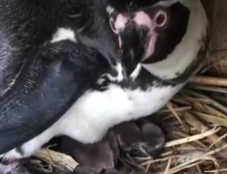 Во скопската Зоолошка градина се роди пингвинче