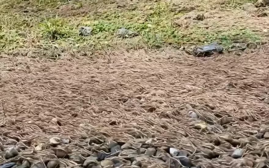 Се шетале низ шума, па здогледале лисја како се движат- кога се приближиле, се преплашиле (ВИДЕО)