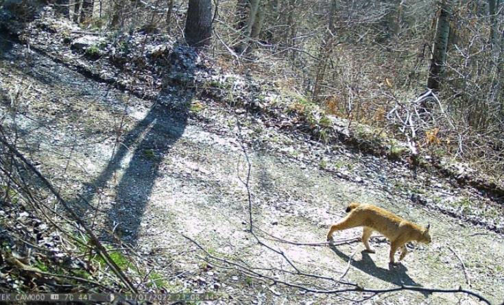 Регистрирани две нови единки балкански рис на Шар Планина - сега се вкупно пет