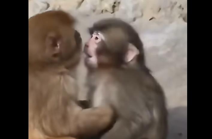 Отфрленото мајмунче од Зоолошката градина во Јапонија, во моментов ужива во животот