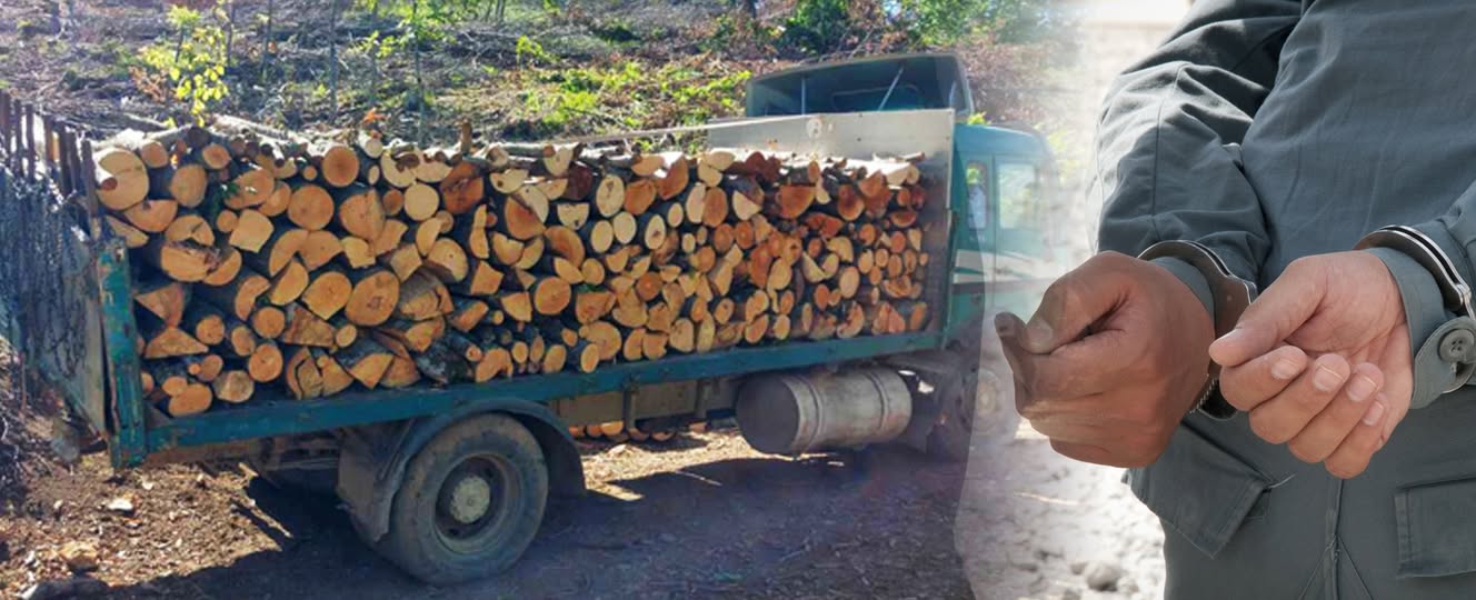 Кривични за тројца дрвокрадци и една фирма- украле над 3 миулиони денари