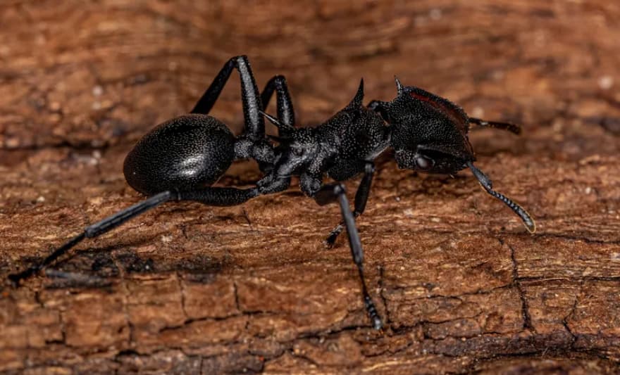 Се појави опасен вид мравки во Европа- нивниот убод може да убие човек