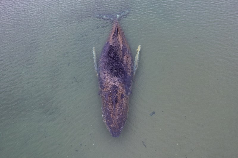 Огромен кит е ослободен, откако повторно се насука на гребен во Балтичкото Море (ВИДЕО)