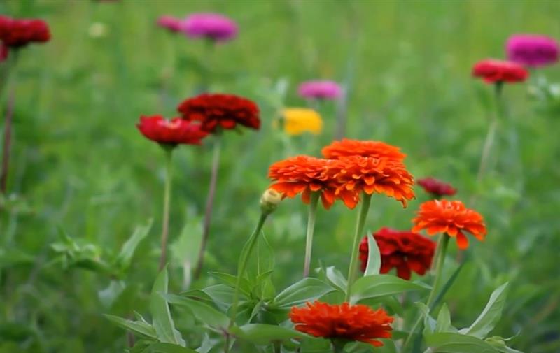 Научно истражување: Цвеќињата имаат „биолошки часовник“, усогласен со потребите на инсектите