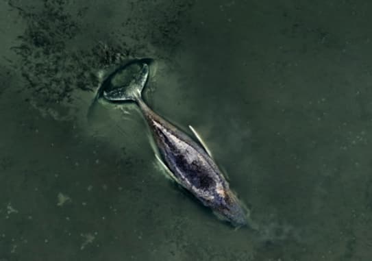 Не може да се спаси грбавиот кит, насукан во Балтикот- милијардер прашува: А на Месечината можеме? (ВИДЕО)