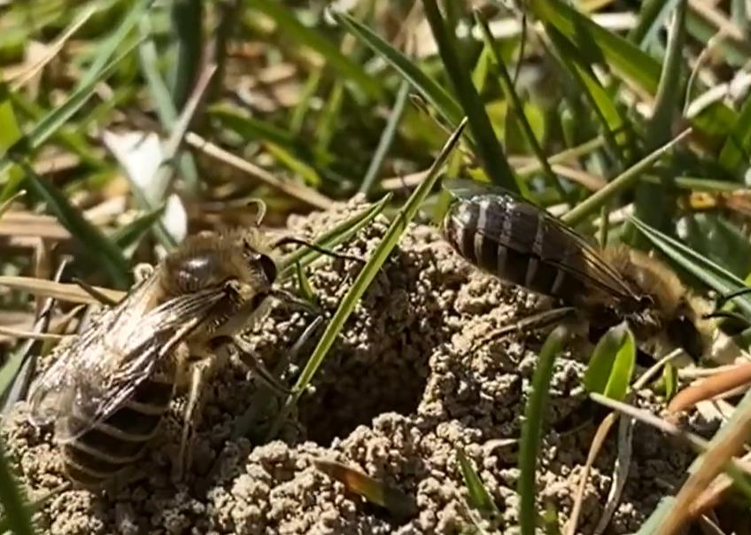 Под гробишта во Итака живеат 5,5 милиони пчели кои формирале огромен „подземен град“