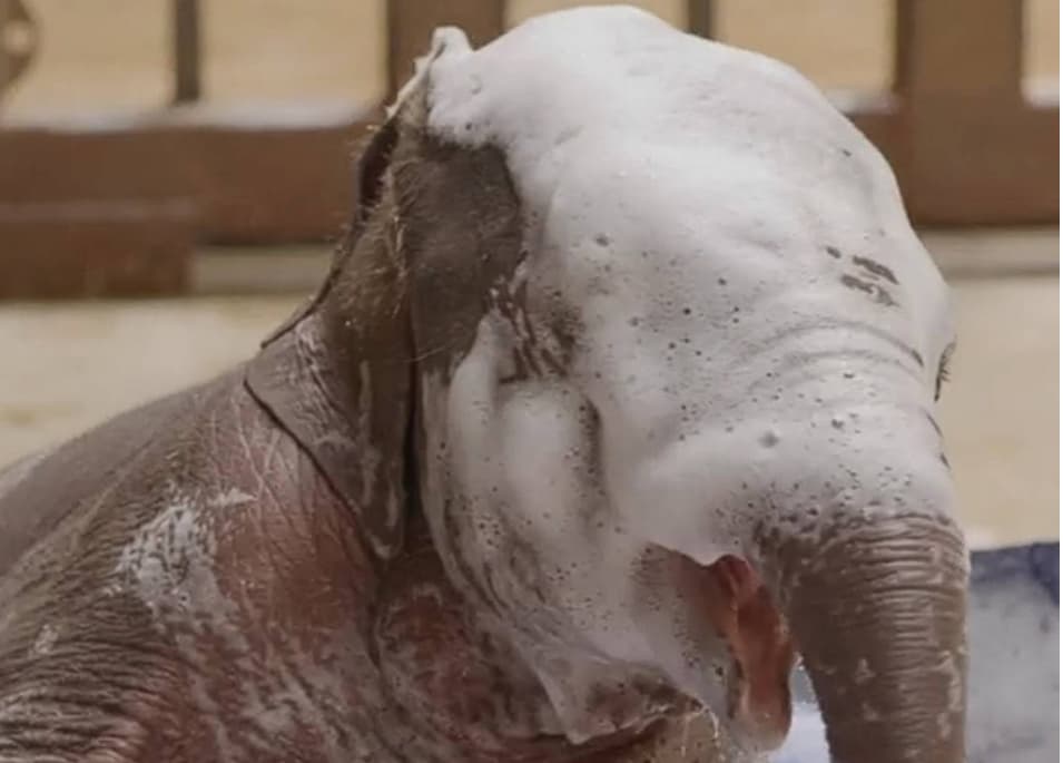 По 25 години се роди прво азиско слонче во зоолошката во Вашингтон (ВИДЕО)