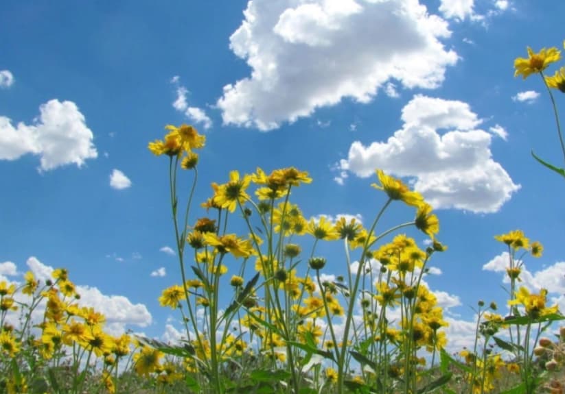 Најстудено изутринава во Берово минус еден степен, највисока температура во Скопје и Велес - осум степени