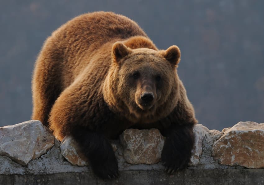 Огромна мечка нападнала американски војници за време на воена вежба на Алјаска