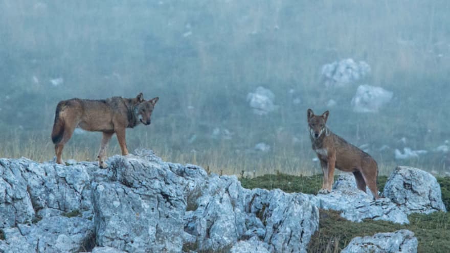 18 мртви волци се најдени во национален парк во Италија- започна истрага