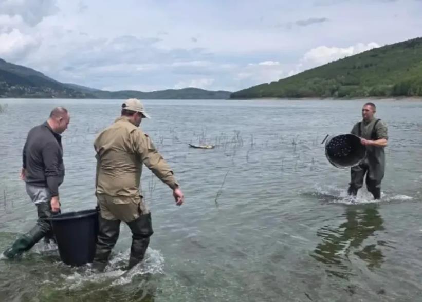 Во пресрет на Светски шампионат, Мавровско Езеро порибено со два тона крап