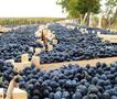 „Тиквешки лозароовоштари" бара винариите да кажат колку грозје планираат да откупат годинава 