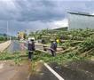 Невремето откорна дрвја и попречи патишта во Кривопаланечко