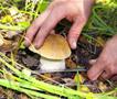 Осум лица во Србија се борат за живот, откако јаделе печурки купени на пазар 