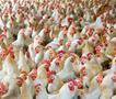 Холандија ќе уништи над 100.000 кокошки поради многу заразен птичји грип 