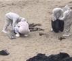 Илјадници пеликани во Перу угинаа поради птичји грип, плажите прекриени со мртви птици (ВИДЕО)