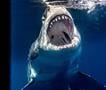 Огромна ајкула упадна во кафез со нуркач, се појави крв (Вознемирувачко видео) 