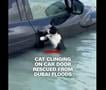 Спасување мачка во поплавите во Дубаи