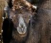 Во ЗОО Скопје се роди двогрба камила