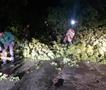 ЦУК: Паднато дрво на бул. „Александар Македонски“ во Автокоманда 