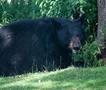 Човек слетал од пат во Масачусетс и загинал, а потоа му се нафрлила мечка