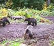 Јапонските власти со апел да не се оди во шума, откако мечка уби човек 