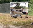 Алигатор од 4 метри „ненајавено посети“ училиште во Флорида (ВИДЕО)