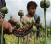 Авганистанците се снајдоа против талибанските власти- опиумот со катапулт го префрлаат во Иран 