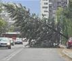 Поради невремето во Скопје на 112 повеќе пријави за паднати дрвја, скинати кабли на ЕВН и оштетување на приватна сопственост