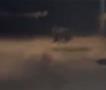 Мечка е снимена како се шета по улиците на град во Бугарија, граѓаните преплашени (ВИДЕО)