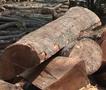 Во малешевијата разбиена криминална група која вршела нелегална сеча на шума
