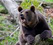 Мечки убиле седум луѓе, се кријат во станбени населби во Јапонија 