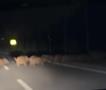 Диви свињи во близина на манастирот СВ. Наум (видео)
