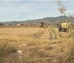 Дождовите годинава го уништија производството на ориз во Македонија