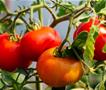 Таен трик на градинарите - Како до крупни и сочни домати?