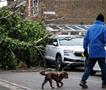 Бура во Холандија одзеде живот: Дрво падна врз автомобил
